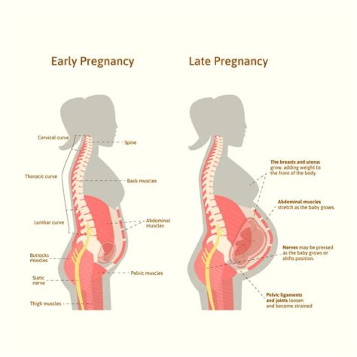 How early in pregnancy does your stomach get hard?