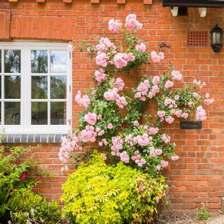 How far back do you prune climbing roses?