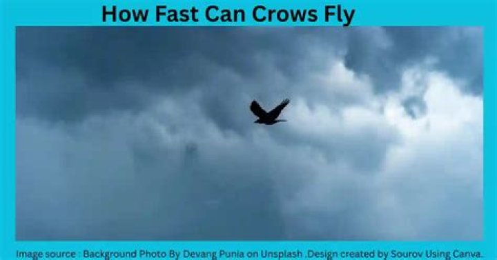 How fast can owls fly?