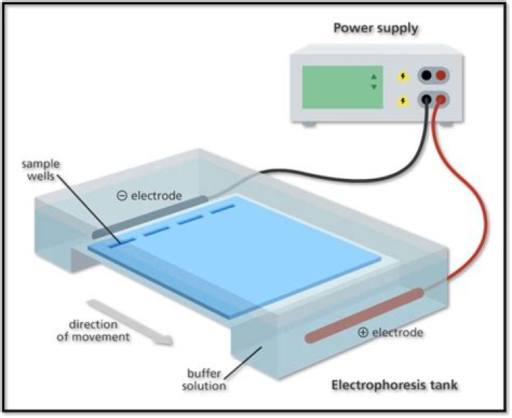 How is electrophoresis used to solve crimes?