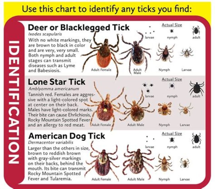 How long after a tick bite do you get Lyme disease?