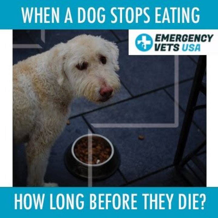 How long can a dog go without eating?