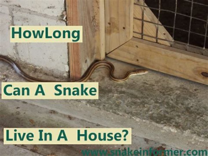 How long can a snake live inside a house?