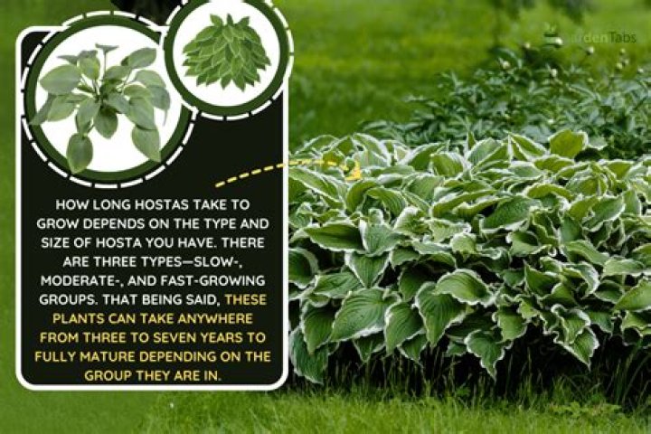 How long do hostas take to grow from bare root?