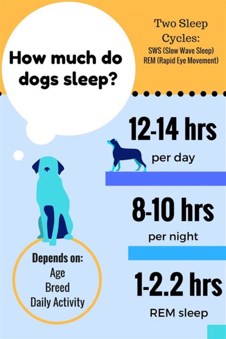 How long does a dog sleep at night?