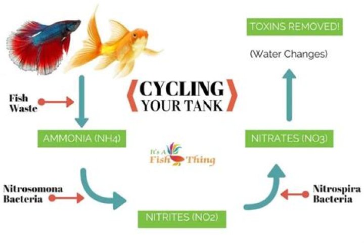 How long does a freshwater tank need to cycle before adding fish?