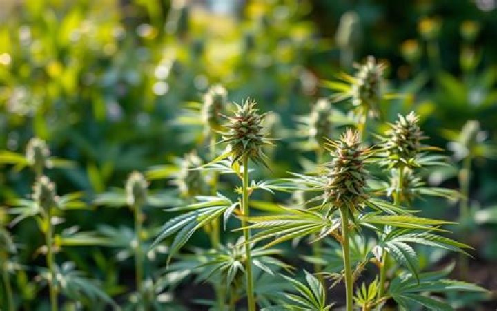 How long does it take for marijuana to grow after flowering?