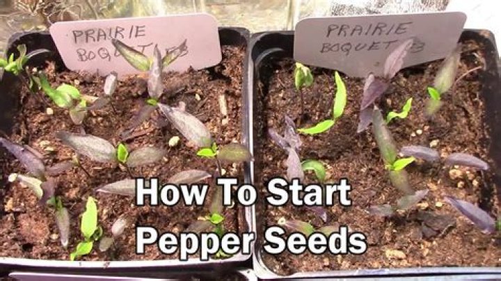 How long does it take for pepper seeds to sprout?