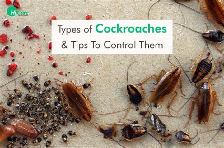 How long does it take to get rid of cockroaches?
