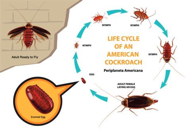 How long is a cockroach lifespan?