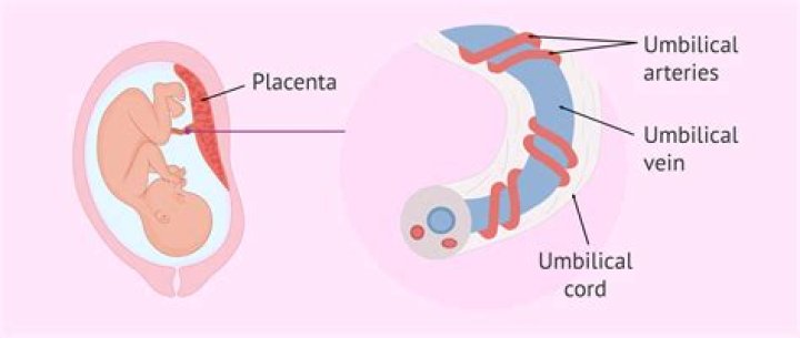 How long is placenta good for after birth?