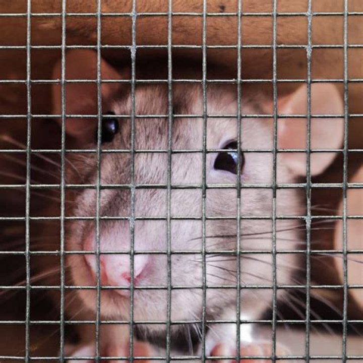 How long should you play with your rat?