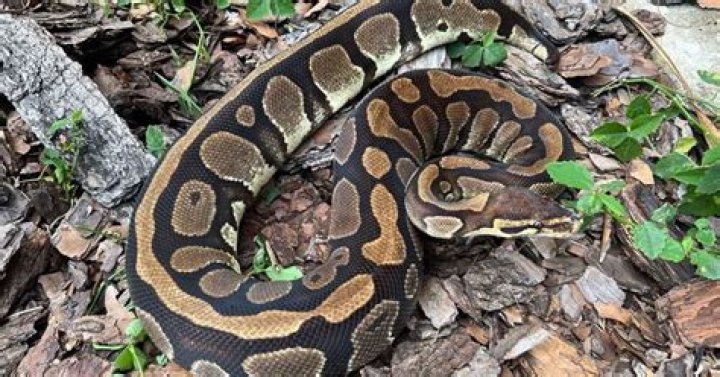 How long will a ball python go without eating?