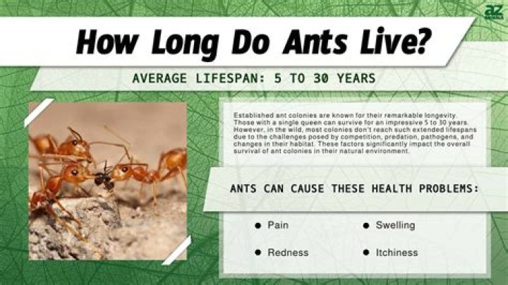 How many days does an ant live?