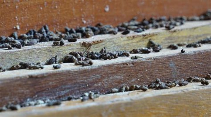 How many droppings do mice leave a day?