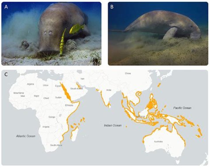 How many dugongs are left in the world 2021?