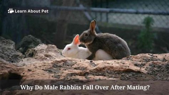 How many times rabbits mate in a day?