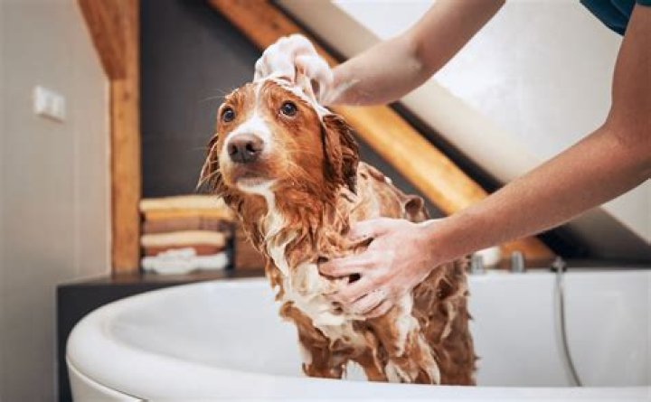 How many times should dog take a bath?