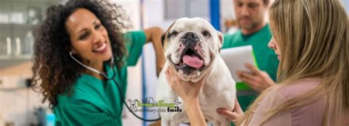 How many veterinarians are there in the USA?