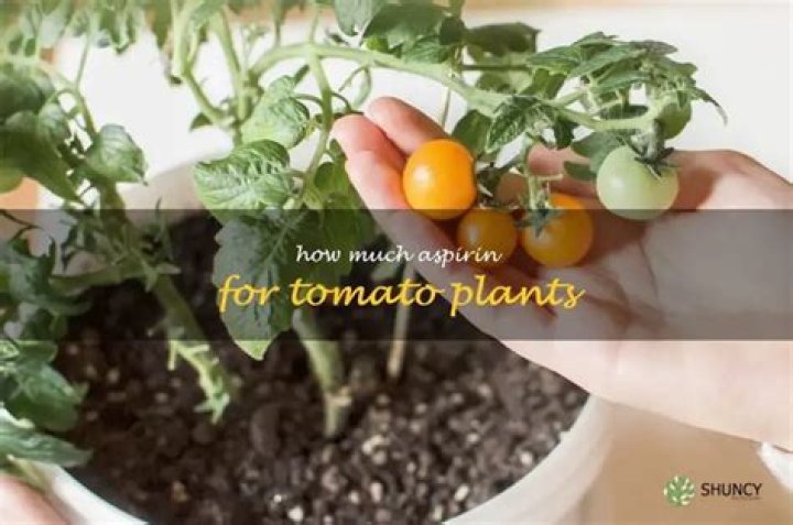 How much aspirin do you give plants?