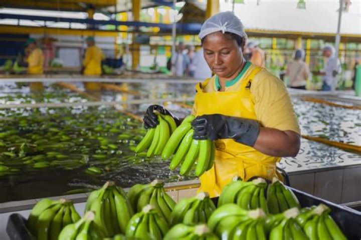 How much do banana workers make?