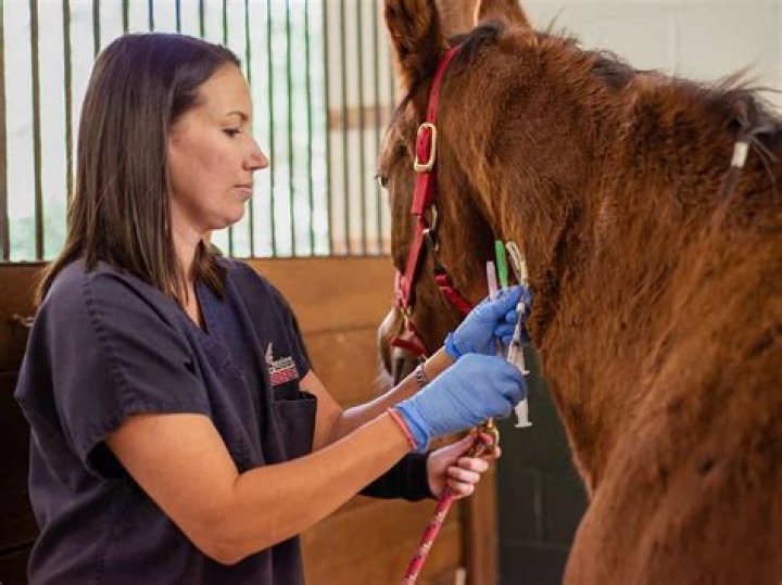 How much do beginner veterinarians make?