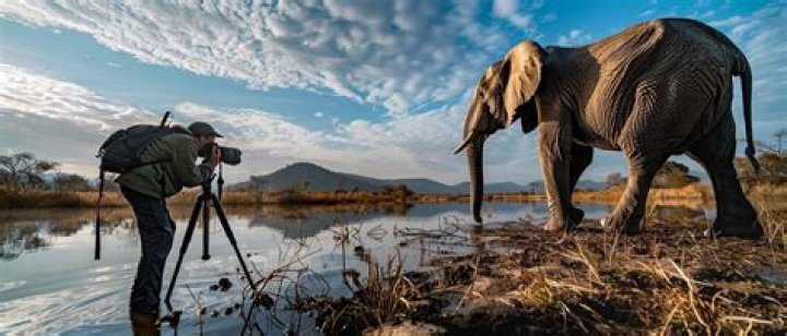 How much do Wildlife Photographer get paid?