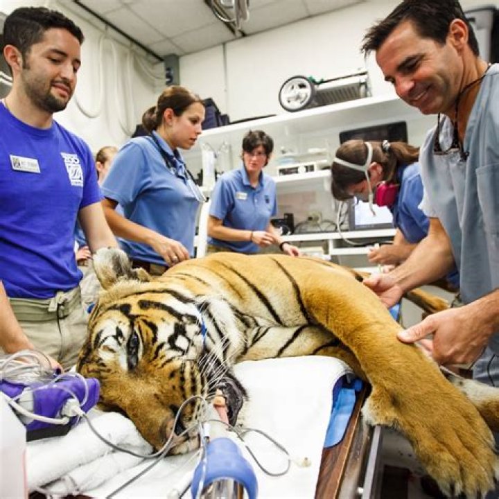 How much do wildlife veterinarians make a year?