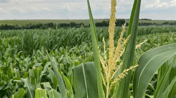 How much do you make detasseling corn in Illinois 2020?