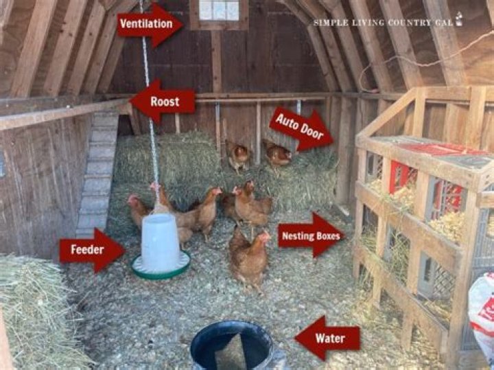How much does a chicken farmer make per chicken?