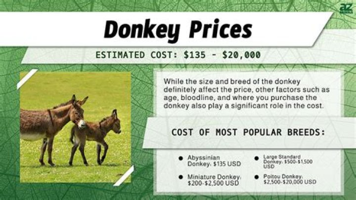 How much does a donkey cost?