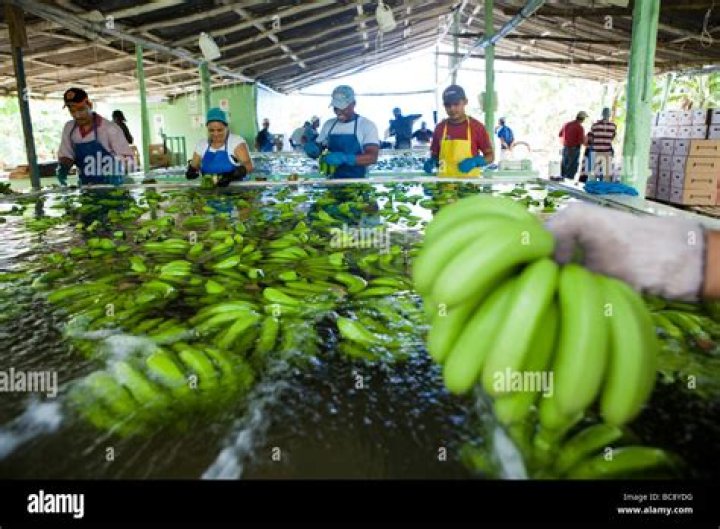 How much does a Fairtrade banana farmer earn?