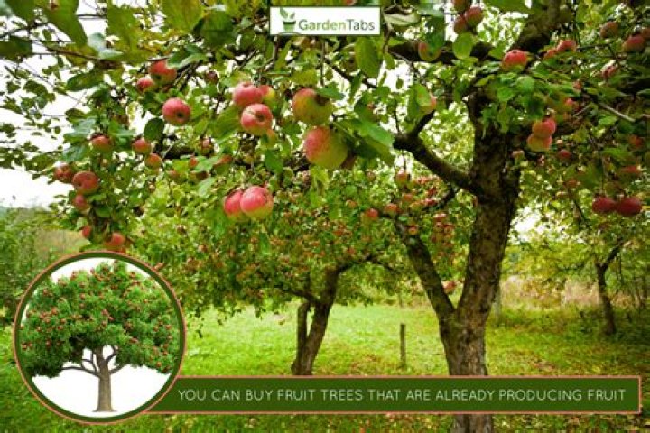 How much does a mature fruit tree cost?