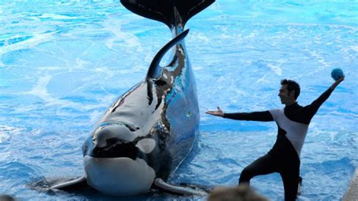 How much does a SeaWorld orca trainer make?