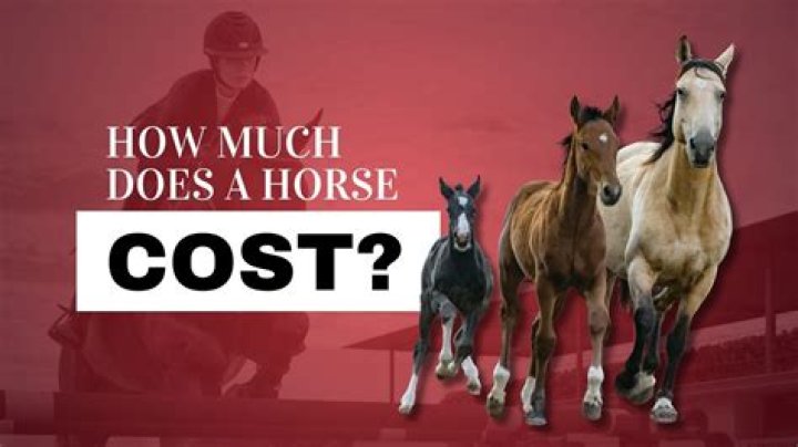 How much does a vet bill cost for a horse?