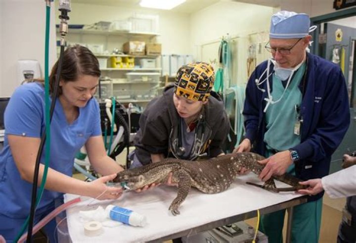 How much does a zoo veterinarian make a year?