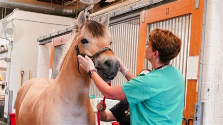 How much does an equine vet make a week?