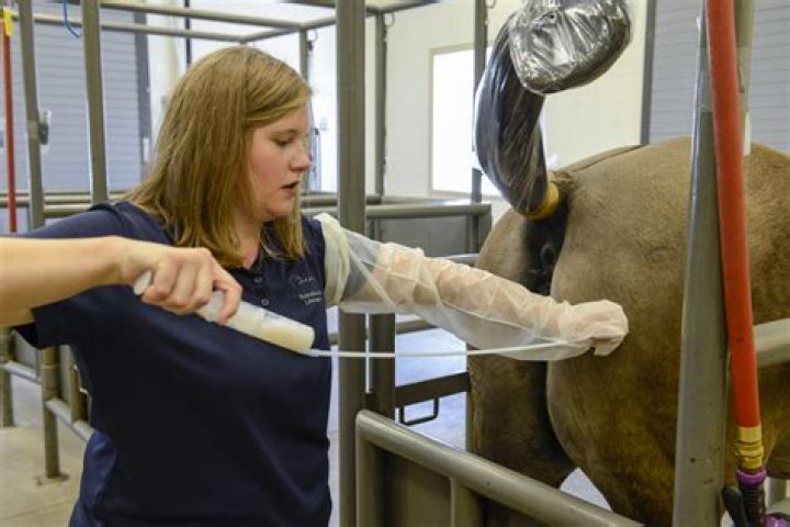 How much does an equine vet make in Kentucky?