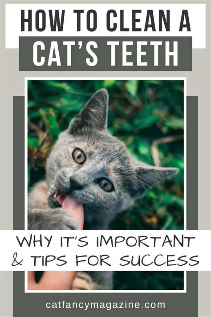 How much does it cost to clean cat teeth?