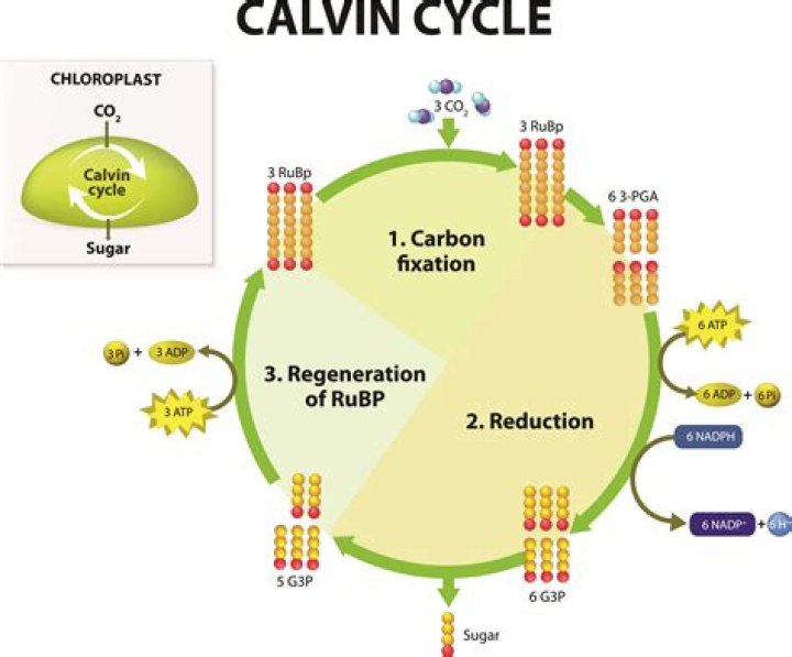 How much does Mary Calvi make a year?