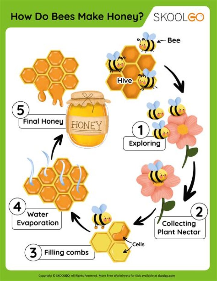 How much honey does a single bee hive produce?