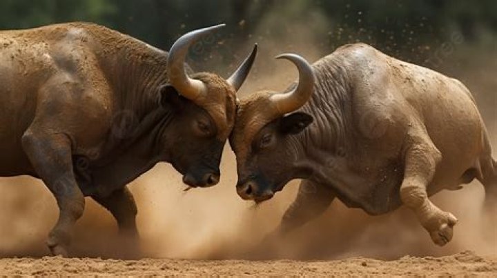 How much is a fighting bull worth?