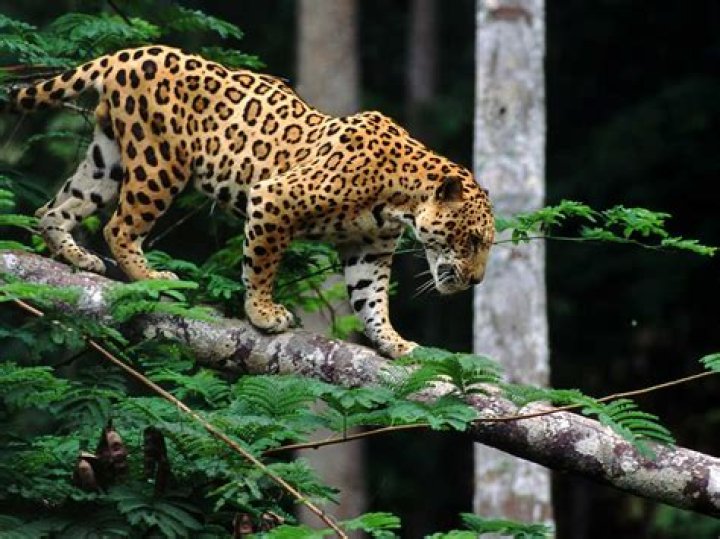 How much is a Jaguar cat?