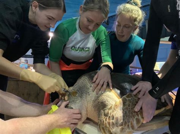 How much is an annual vet visit for a bird?