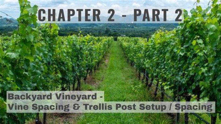 How much money do vineyard owners make?