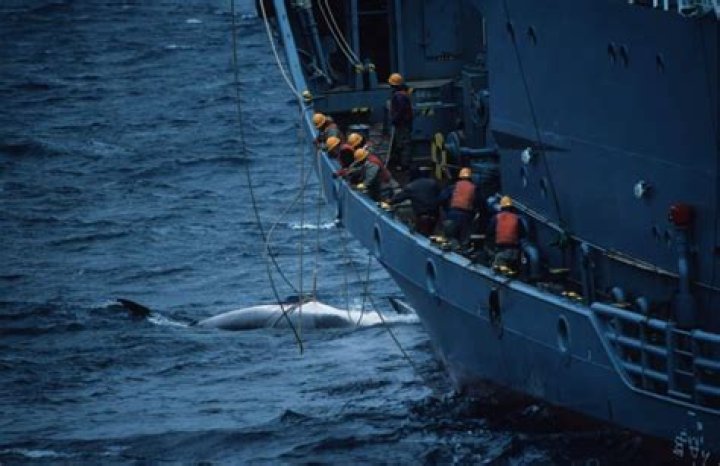 How much money does the whaling industry make?