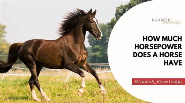 How much salt should a horse have?