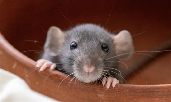 How old are fuzzy rats?