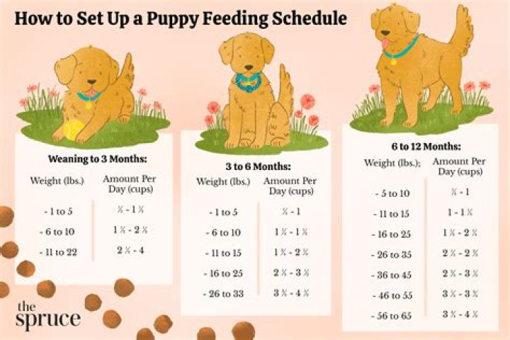 How old is a 4 month puppy in human years?