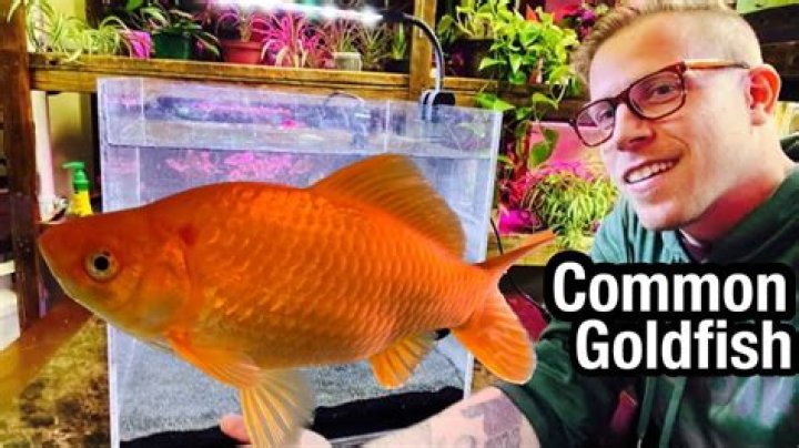 How old is my goldfish?